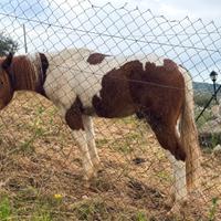 Puledro Paint 21 mesi