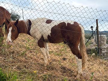 Puledro Paint 21 mesi