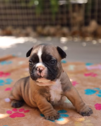 Cuccioli Bulldog Francese