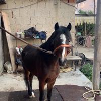 Pony hackney