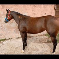 Quarter horse femmina