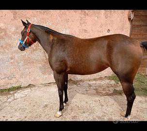 Quarter horse femmina