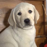 Cuccioli labrador miele da allevamento p. dicembre