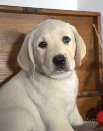 Cuccioli labrador miele da allevamento p. dicembre