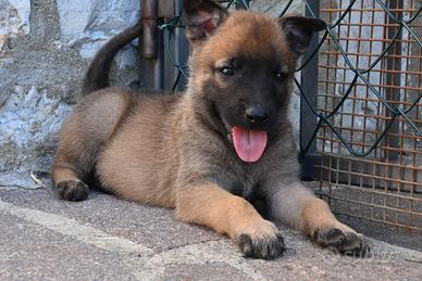 Cuccioli di pastore belga malinois