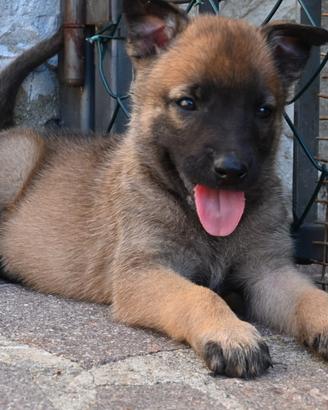 Cuccioli di pastore belga malinois