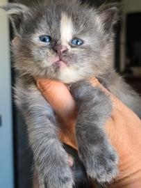 Maine coon linea grande