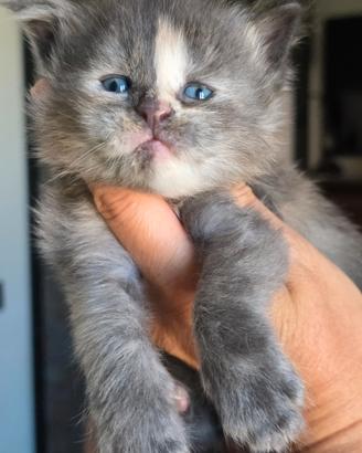 Maine coon linea grande