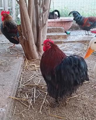 Gallo cocincina