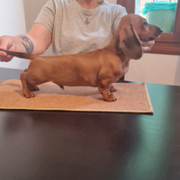 Bassotto nano a pelo corto