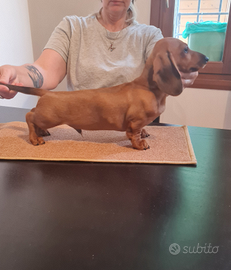 Bassotto nano a pelo corto