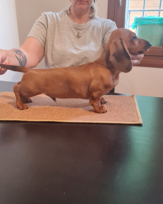Bassotto nano a pelo corto