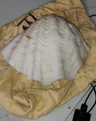 conchiglia gigante tridacna 