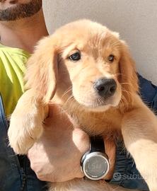 Ultima femmina di Golden Retriever