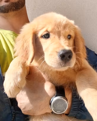 Ultima femmina di Golden Retriever