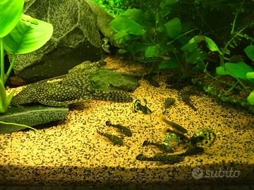 Pesce pulitori, lumache Helena ( killer)