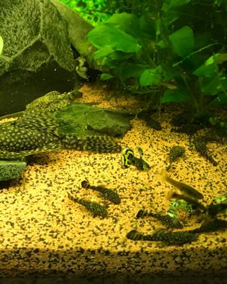 Pesce pulitori, lumache Helena ( killer)