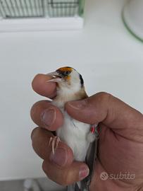 Coppia cardellini major acianici