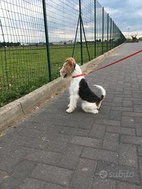 Fox Terrier per accoppiamento