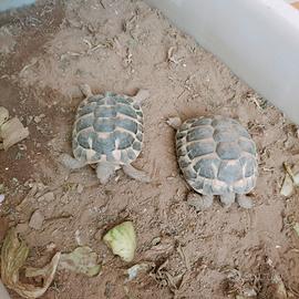 Tartarughe