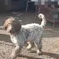 Lagotto