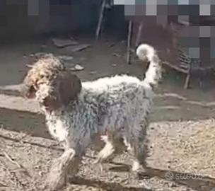 Lagotto