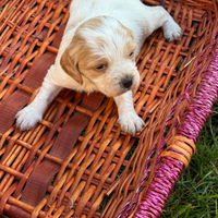 Breton cuccioli con pedigree