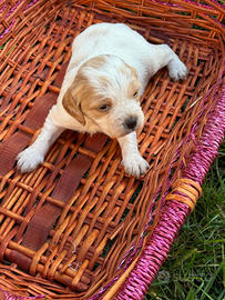 Breton cuccioli con pedigree