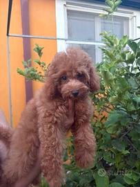 Cuccioli di barboncino red