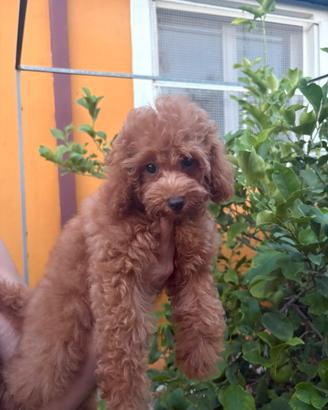 Cuccioli di barboncino red