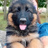 Cuccioli di Pastore Tedesco pelo lungo