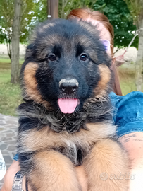 Cuccioli di Pastore Tedesco pelo lungo