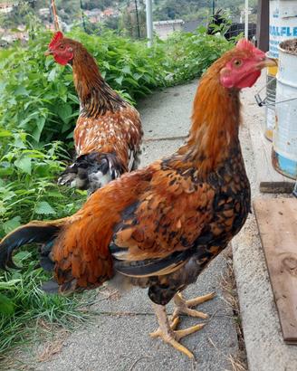 Gallo