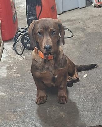 Dachsbracke
