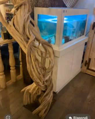 Acquario