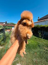 Barboncino nano