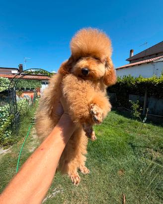 Barboncino nano