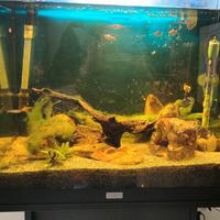Acquario  Juwel 120