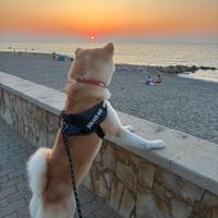 Akita maschio per monta