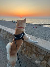 Akita maschio per monta