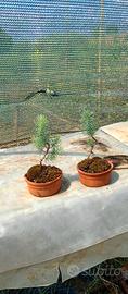 mini bonsai di pino silvestre 