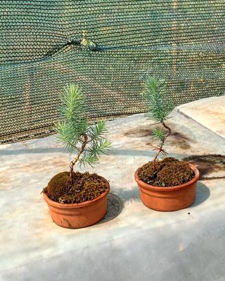 mini bonsai di pino silvestre 
