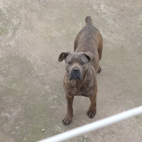 Cane corso