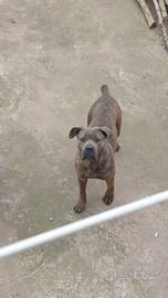 Cane corso