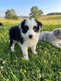Cuccioli di border collie