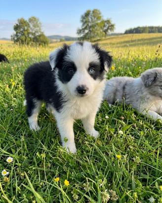 Cuccioli di border collie