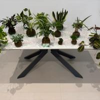 Piante Kokedama