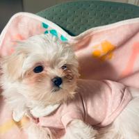 Cucciola di razza Maltese con Pedigree