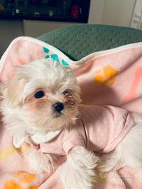 Cucciola di razza Maltese con Pedigree