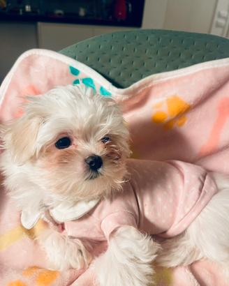 Cucciola di razza Maltese con Pedigree